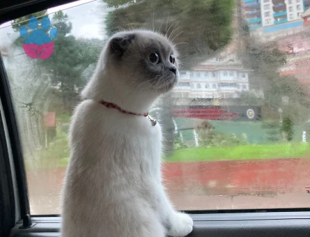 scottish fold kızımıza eş arıyoruz