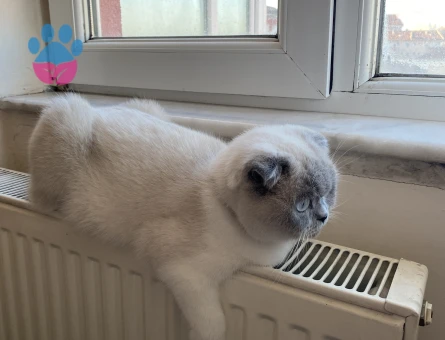scottish fold kızımıza eş arıyoruz