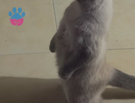 British Shorthair Bluepoint Kızıma Eş Arıyorum