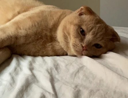 Scottish Fold Kedime British Eş Arıyoruz - 118974326