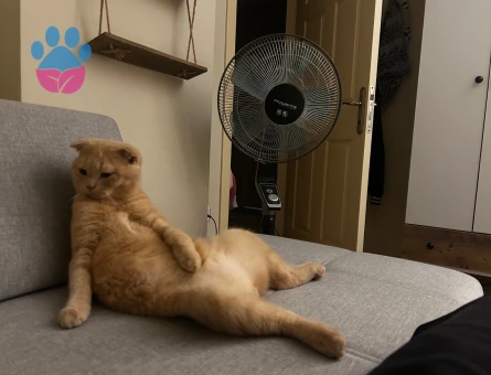 Scottish Fold Kedime British Eş Arıyoruz