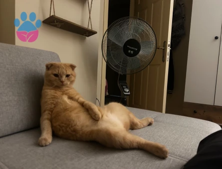 Scottish Fold Kedime British Eş Arıyoruz