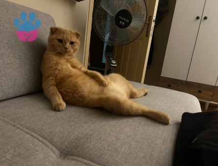 Scottish Fold Kedime British Eş Arıyoruz
