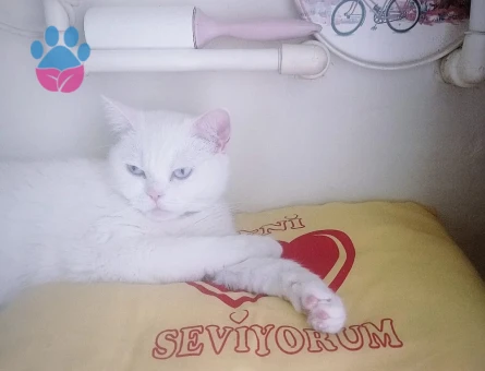 British Shorthair Muezzamiza eş Arıyoruz