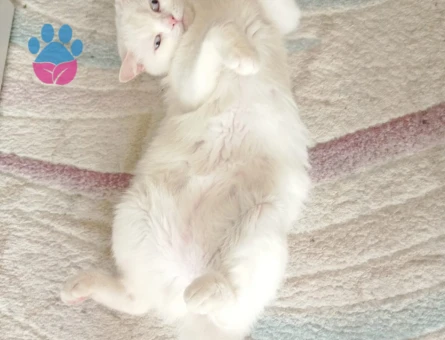 British Shorthair Muezzamiza eş Arıyoruz