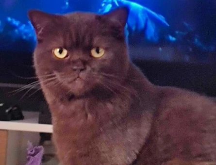 British Shorthair 1 Yaşında Eş Arıyor - 118974330