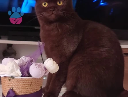 British Shorthair 1 Yaşında Eş Arıyor