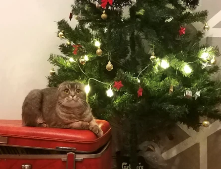 Scottish Fold Kedime Erkek Eş Arıyorum - 118974331