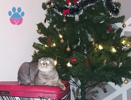 Scottish Fold Kedime Erkek Eş Arıyorum