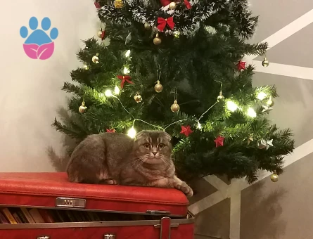 Scottish Fold Kedime Erkek Eş Arıyorum