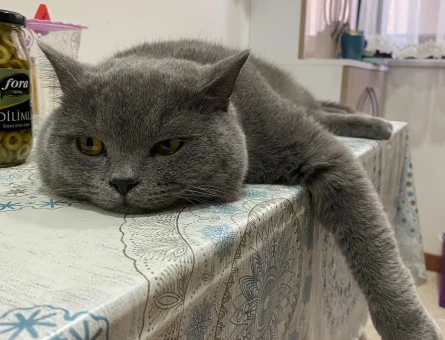 Erkek British Shorthair Kedime Eş Arıyorum - 118974332