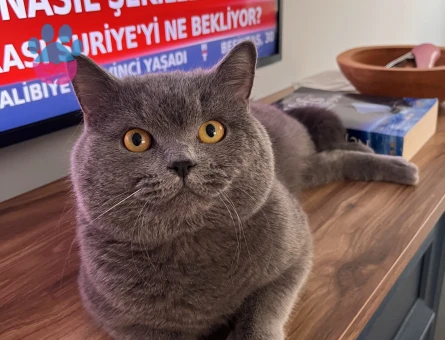 Erkek British Shorthair Kedime Eş Arıyorum