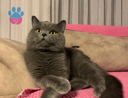 Erkek British Shorthair Kedime Eş Arıyorum