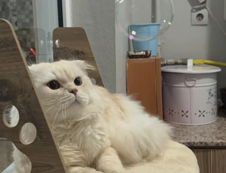 Scottish Fold 1,5 Yaşında Kedim Eş Arıyor - 118974333