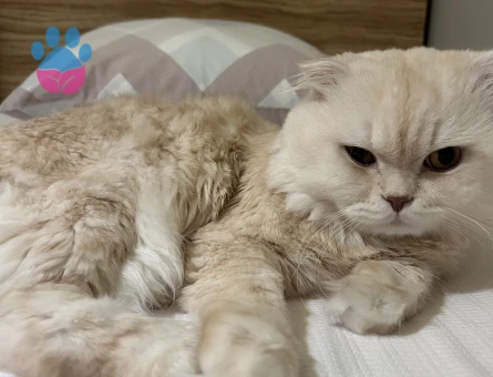 Scottish Fold 1,5 Yaşında Kedim Eş Arıyor