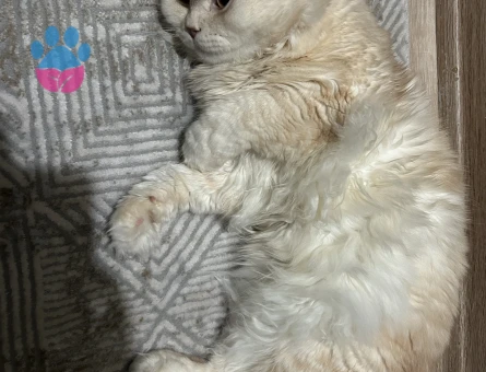 Scottish Fold 1,5 Yaşında Kedim Eş Arıyor