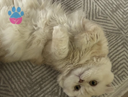 Scottish Fold 1,5 Yaşında Kedim Eş Arıyor