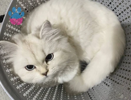 Dişi British Longhair Beyaz kedi