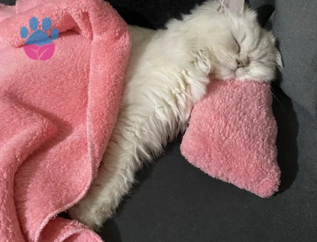 Dişi British Longhair Beyaz kedi