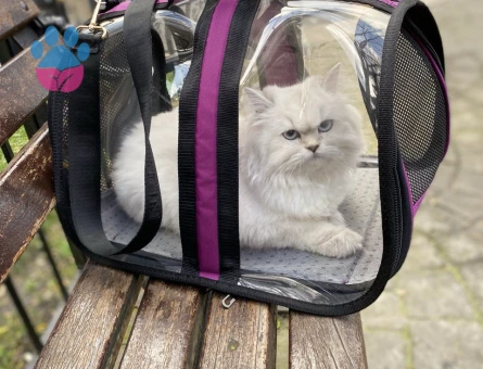 Dişi British Longhair Beyaz kedi