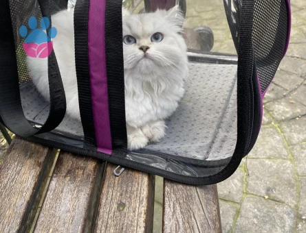 Dişi British Longhair Beyaz kedi