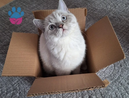 British Shorthair Kedime Eş Arıyoruz
