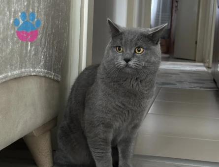 Çakıl eşini arıyor