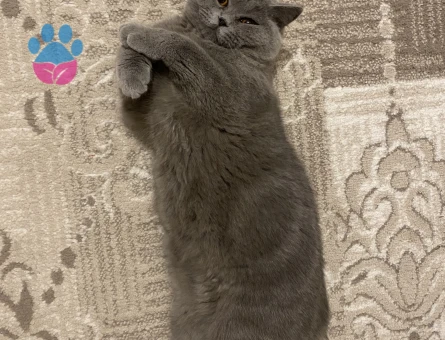 British Shorthair