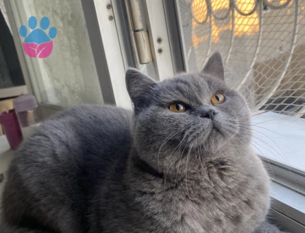 British Shorthair