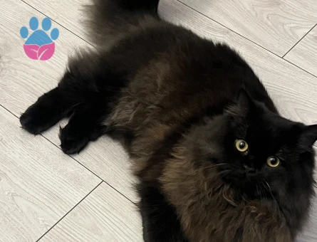 British Long Hair Dişi