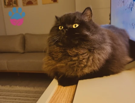 British Long Hair Dişi