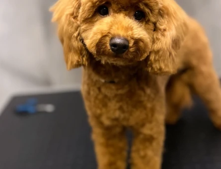 Toy poodle 11 aylık - 118974350