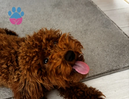 Toy poodle 11 aylık