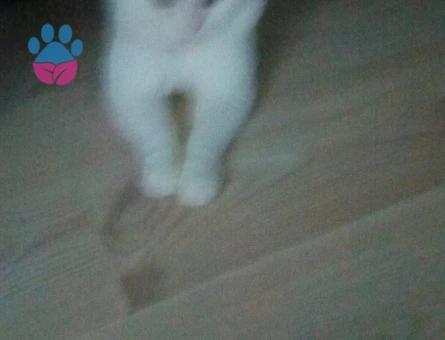 British longhair