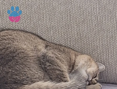 9 aylık dişi British Shorthair Kedim Eş Arıyor