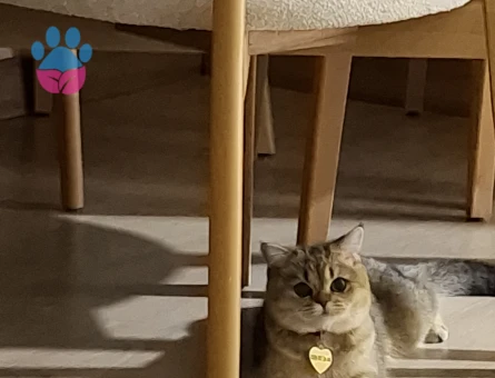 9 aylık dişi British Shorthair Kedim Eş Arıyor