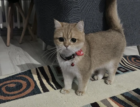British Shorthair 2 Yaşında Kedime Eş arıyorum - 118982002