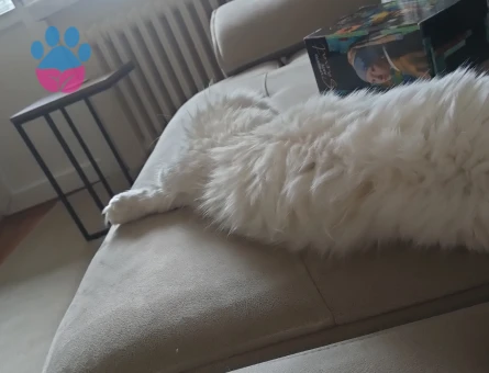 British Longhair Lucy Eş Arıyor