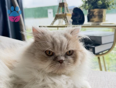 İran kedisi eş arıyorum