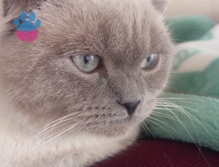 Scottish Fold Oğluma eş arıyorum