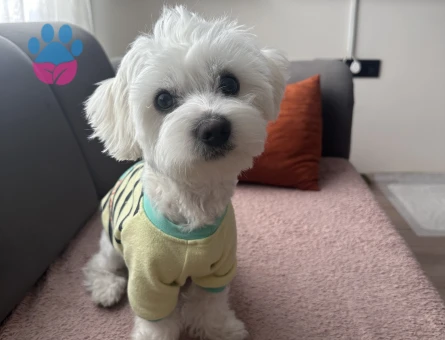 Maltese terrier oğluma eş arıyorum
