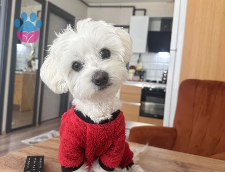 Maltese terrier oğluma eş arıyorum