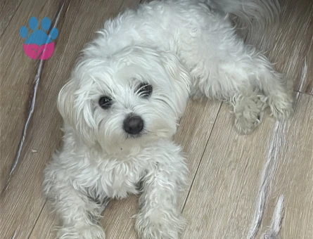 Maltese terrier oğluma eş arıyorum