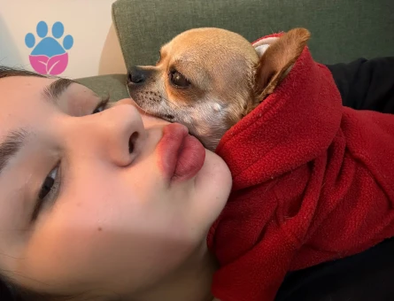 Chihuahua Köpeğim 2 Yaşında Eş Arıyoruz