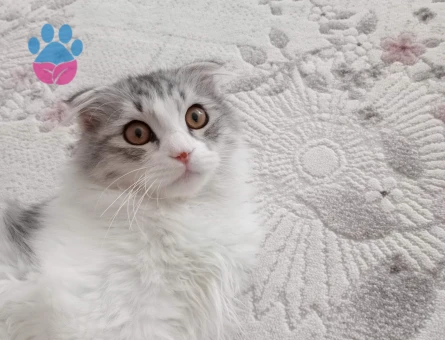 Scottish fold Erkek kedim için eş arıyorum