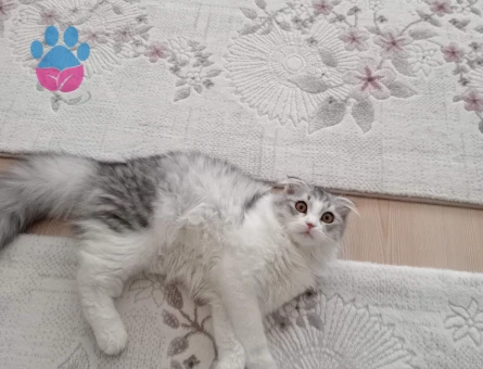 Scottish fold Erkek kedim için eş arıyorum