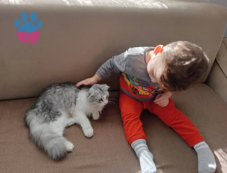 Scottish fold Erkek kedim için eş arıyorum