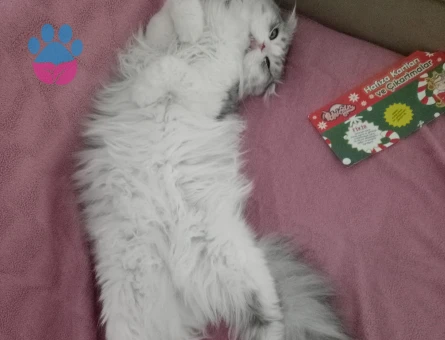 Scottish fold Erkek kedim için eş arıyorum