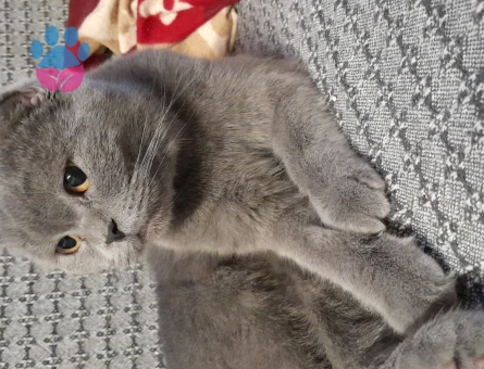 Scottish Fold 1 Yaşında Kedim Eş Arıyor