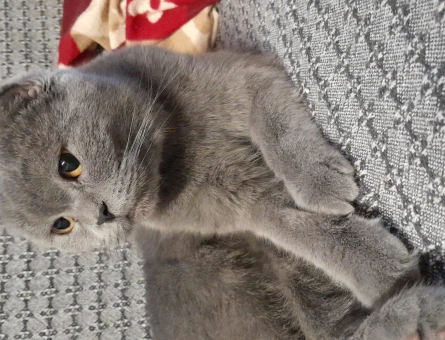 Scottish Fold 1 Yaşında Kedim Eş Arıyor - 118963011